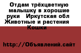 Отдам трёхцветную малышку в хорошие руки - Иркутская обл. Животные и растения » Кошки   